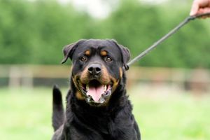 Până unde ai voie să plimbi animalul de companie