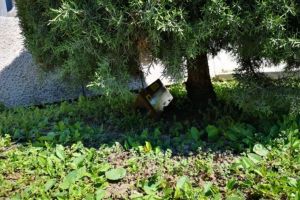  Actiunile de deratizare, reluate in municipiul Constanta  