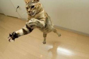 Medicii lansează un avertisment pentru iubitorii de câini şi pisici: 'Nu le mai faceţi asta'