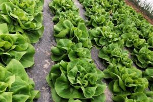 Cumpăraţi din Bihor! Primăriile bihorene promovează producătorii locali