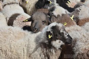Măsuri speciale înainte de Paşti: DSVSA Bihor anunţă că anul acesta se vor putea cumpăra miei direct de la fermieri. Ce condiţii trebuie respectate