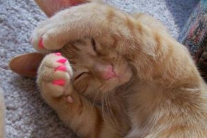 Ultima fiţă în lume, şedinţe de pedichiură la pisici. Există stăpâni care vor şi ca pisicile lor să aibă şi unghii false