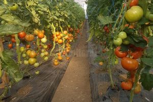 Culturile de tomate în extrasezon şi de usturoi, sprijinite prin două noi hotărâri de guvern