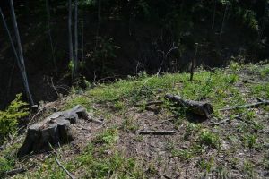 Hoţ de lemne, prins în flagrant în pădurea din Gepiş. Poliţiştii i-au deschis dosar penal