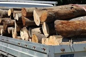 Amenzi de 20.000 de lei aplicate de poliţişti pentru două transporturi ilicite de material lemnos, interceptate la Ditrău şi Miercurea Ciuc.