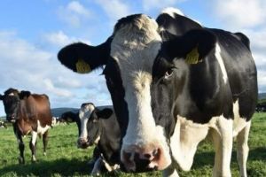 Sprijin financiar pentru  societăţile de ameliorare pentru taurine, porcine şi ovine
