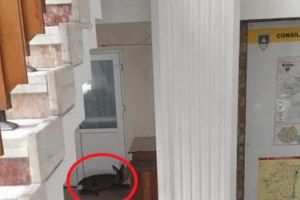 Musafirul nepoftit cu instincte salbatice, din Prefectura Braila. Bambi