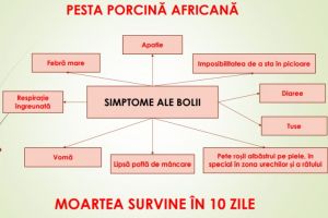 13 focare de pesta porcină africane, active încă la Braşov