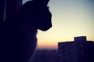 Fotografia zilei: Baia Mare, de la înălţime