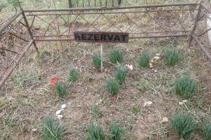 Incredibil! O familie din Botoşani s-a trezit că i-au fost furate locurile de veci din cimitir