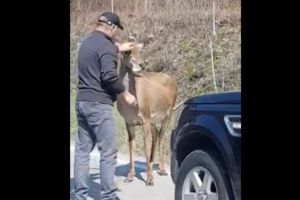 VIDEO ȘTIREA TA| O căprioară blândă, hrănită de şoferi pe un drum din Alba: ”S-a obişnuit cu oamenii şi ei îi dau de mâncare!”