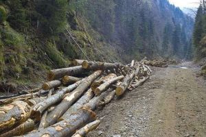 Măsuri pentru a preveni infracţiunile silvice: Gărzile forestiere, acţiuni de control împreună cu MAI şi MApN