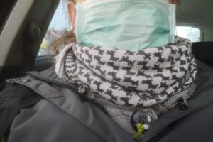Protejarea gurii şi a nasului, în spaţiul public, obligatorie de luni, în  Suceava şi în ...