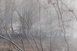 Incendiu de vegetaţie uscată la Apoldu de Jos
