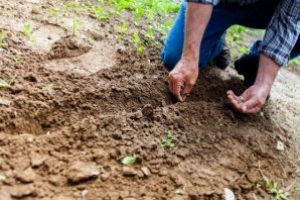 Ministrul Agriculturii: Fiecare palmă de pământ trebuie lucrată; toţi cei care sunt sănătoşi au responsabilitatea de a ieşi la camp