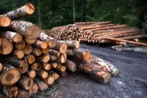 Ministerul Mediului analizează dacă este posibilă suspendarea tăierilor de păduri pe perioada stării de urgenţă