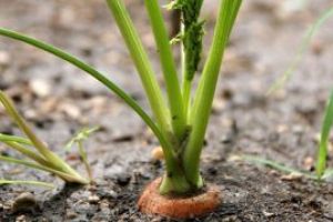 Ministrul Agriculturii: Fiecare palmă de pământ trebuie lucrată; toţi cei care sunt sănătoşi au responsabilitatea de a ieşi la câmp