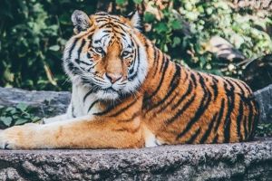 Un tigru de la o grădină zoologică din Bronx este infectat cu COVID-19