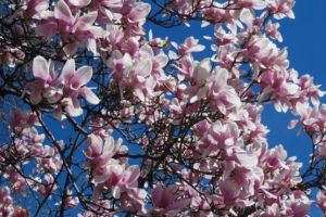 Vremea se încălzeşte! Prognoza meteo pentru perioada 6-19 aprilie