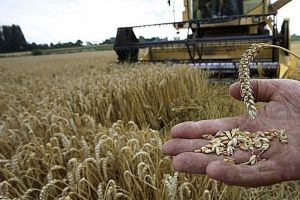 Italienii, disperaţi după plecarea muncitorilor români. Nu are cine culege recoltele