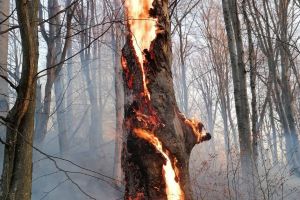 Incendiu puternic la o pădure din zona localităţii Crivina de Sus