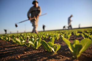 Agricultorii trebuie să primească subvenţiile agricole şi pe perioada situaţiei de urgenţă