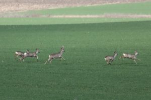 FOTO| Imagini SPECTACULOASE din „lumea celor care nu cuvântă” – O turmă de căprioare jucăuşe şi un fazan, în toată splendoarea lor