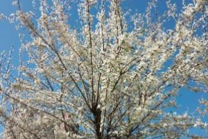 Cum va fi vremea în Maramureş până pe 19 aprilie