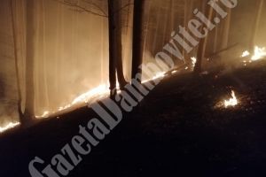 VIDEO – 20 de hectare de pădure ard la Iedera! Pompierii luptă cu zeci de focare, într-o zonă greu accesibilă