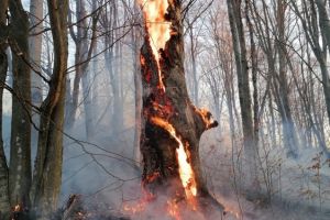 Imaginea zilei din Romania. Cum sfarseste, un copac, in flacari
