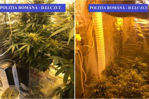 FOTO/VIDEO. Cultură de cannabis, descoperită într-un apartament din Satu Mare