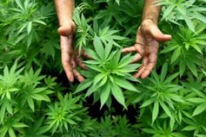 Procurorii DIICOT au descoperit în locuinţa unui bărbat o cultură de canabis