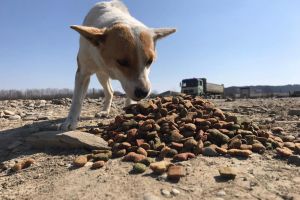 O asociaţie strânge fonduri pentru a hrăni câinii rămaşi singuri pe străzile Sucevei