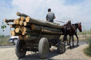 Sancţiuni de 16.000 de lei aplicate de poliţiştii harghiteni, pentru 7 transporturi ilicite de material lemnos