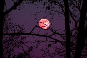Fenomenul spectaculos care va fi vizibil în această noapte – Superluna roz