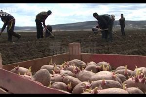 Federaţia Cultivatorilor de Porumb aşteaptă răspuns de la minister, în urma solicitărilor ...