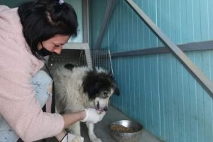 Povestea impresionantă a lui Bobiţă, câinele care a supravieţuit o lună fără mâncare şi fără apă, din cauza crizei de coronavirus (Foto)
