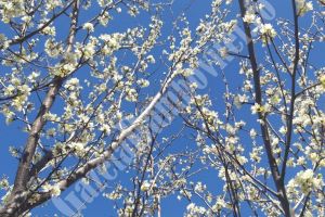 METEO: Temperaturile cresc. Vreme de primăvară însorită
