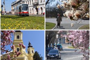 GALERIE FOTO: Primăvara în Oradea. Au înflorit magnoliile, parcurile sunt tot mai colorate