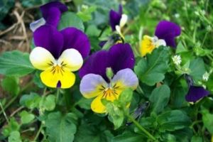 Panseluţele care trebuiau să fie plantate în Fălticeni au fost oferite gratuit cetăţenilor