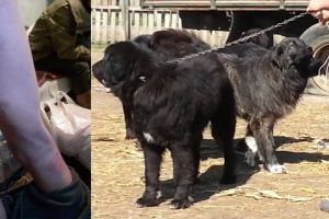 Caz revoltător la o stână din Avrig – Trei copii înfometaţi şi daţi la câini de propriul tată