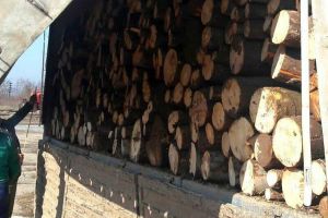 Autoutilitară cu lemne furate, oprită în Tileagd. Şoferul a rămas fără marfă şi s-a ales cu amendă