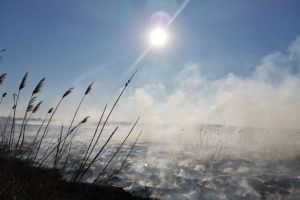 Nu se poate inainta cu autospecialele de stingere pana in apropierea locului de manifestare: Incendiu de vegetatie uscata. Cu ce forte intervine ISU Bucuresti-Ilfov (galerie foto) 