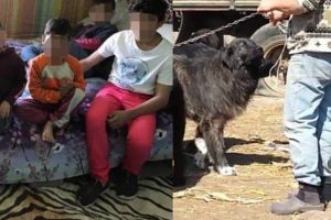 Anchetă penală în cazul copiilor maltrataţi la stâna din Avrig – Au fost luaţi de lângă tatăl abuziv