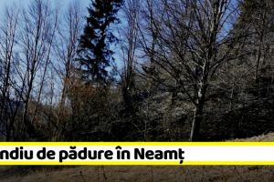 NEAMȚ: Incendiu de pădure în Neamţ. Au ars 24 de hectare de păşune şi fond forestier