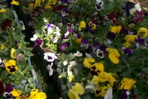 Panseluţele care trebuiau să fie plantate în Fălticeni au fost oferite gratuit cetăţenilor