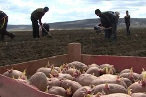 Federaţia Cultivatorilor de Porumb aşteaptă răspuns de la minister, în urma solicitărilor ...