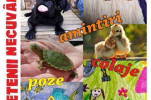 Expoziţie online de fotografie şi desene trimise de suceveni, organizată de Muzeul de ...