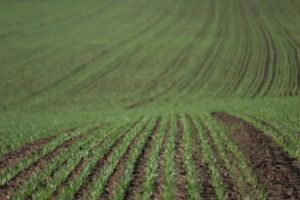 Și agricultorii sunt la datorie! Asigură hrana, deci pot fi consideraţi tot în prima linie contra Covid-19