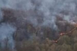 Pompierii din Timiş luptă de trei zile cu un incendiu de pădure devastator! Flăcările au afectat deja zeci de hectare!